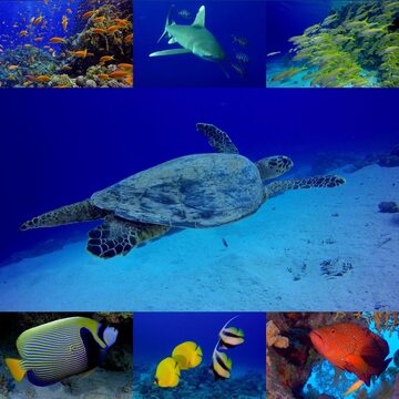 PODVODNO KRALJESTVO V DEŽELI FARAONOV