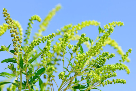 Ambrozija. Foto: Botanični vrt Univerze v Mariboru.