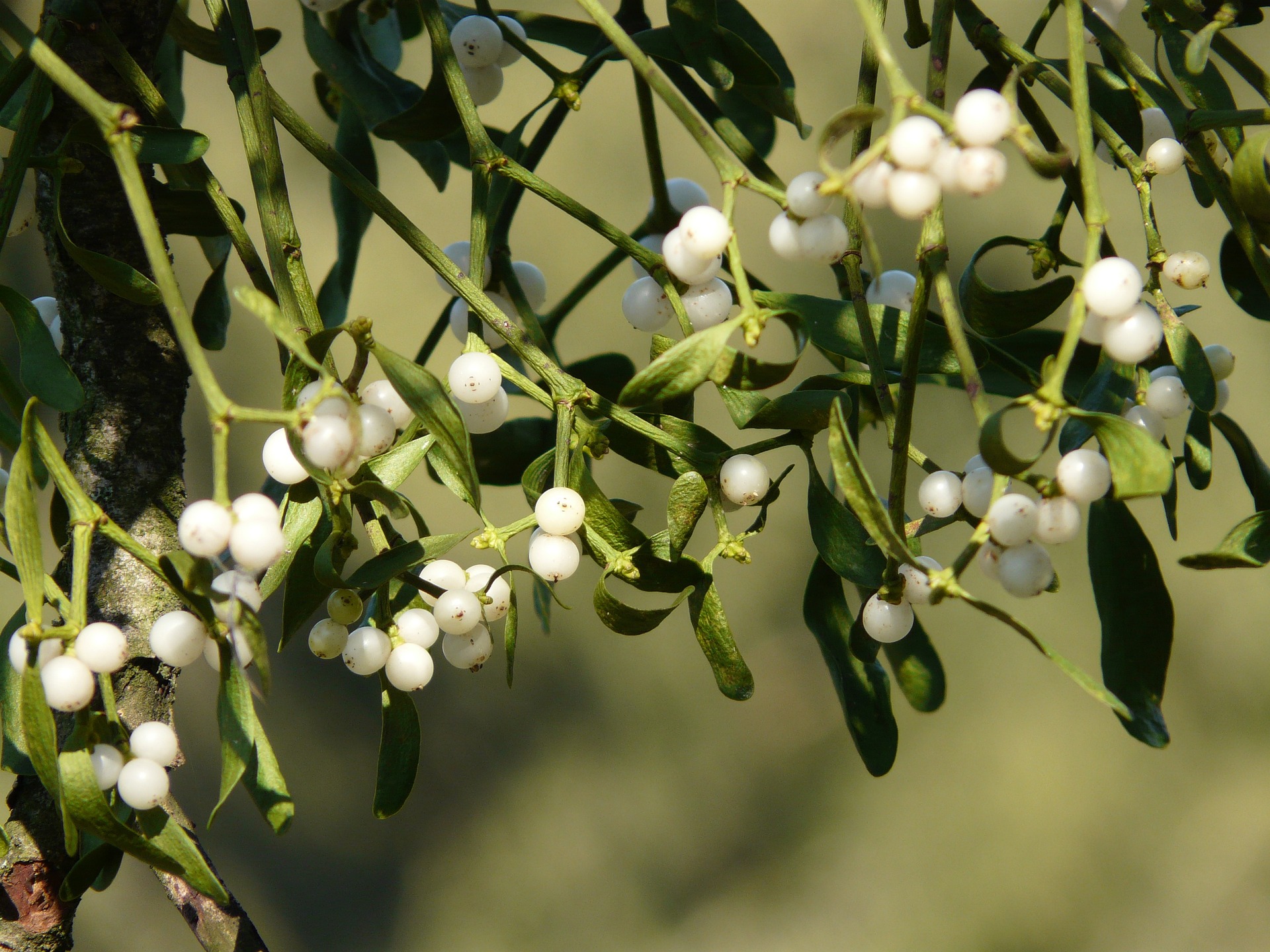 mistletoe-berries-gd535da632_1920